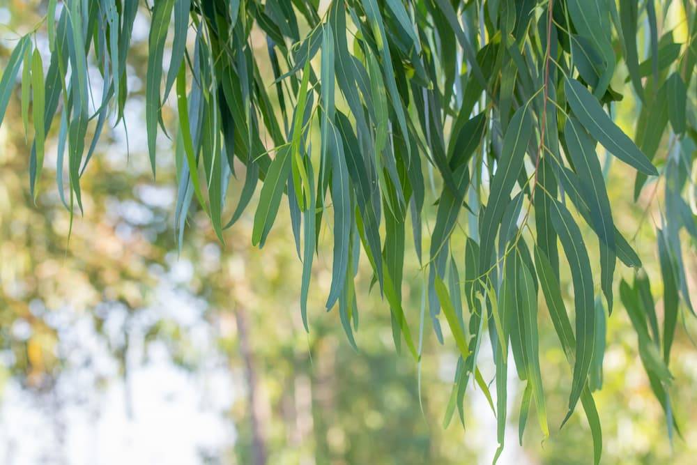 eucalyptus leaves